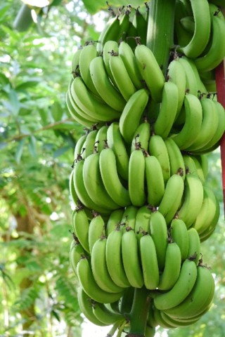 バナナの消費期限